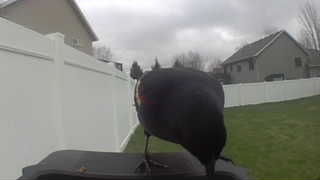 red-winged blackbird