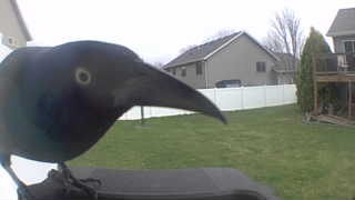 common grackle