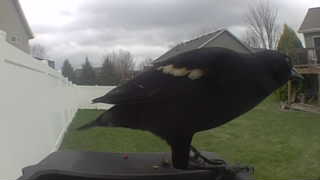 red-winged blackbird