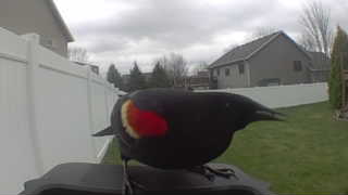 red-winged blackbird
