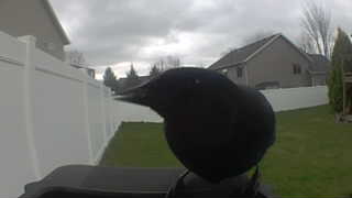 american crow