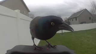 common grackle