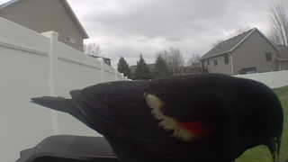 red-winged blackbird