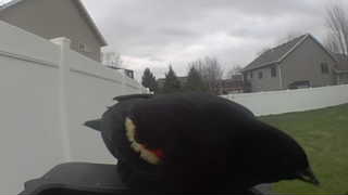 red-winged blackbird