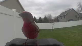 purple finch