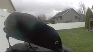 common grackle