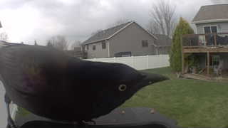 common grackle