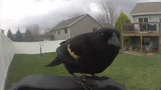 red-winged blackbird
