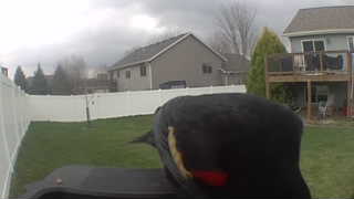 red-winged blackbird