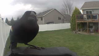 american crow