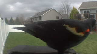 red-winged blackbird