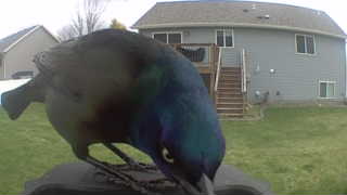 common grackle