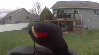 red-winged blackbird