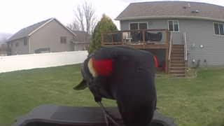 red-winged blackbird