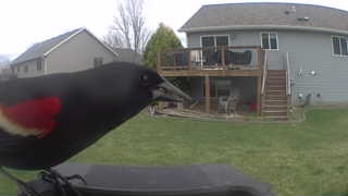 red-winged blackbird