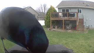 common grackle