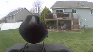 red-winged blackbird