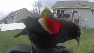 red-winged blackbird