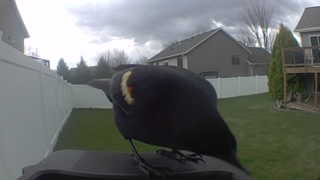 red-winged blackbird