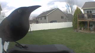common grackle