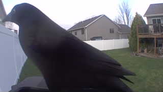 american crow