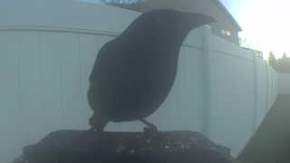 american crow