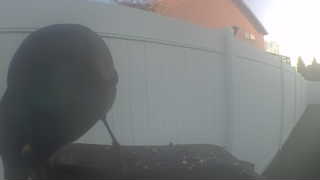 common grackle