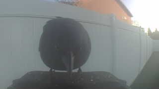 common grackle