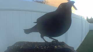 american robin