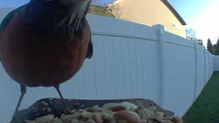 american robin