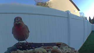 house finch