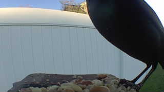 common grackle