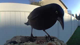 common grackle