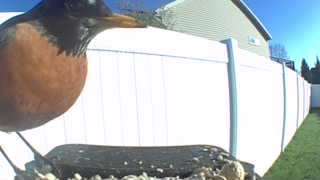 american robin