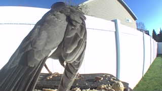 rock pigeon