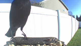 common grackle
