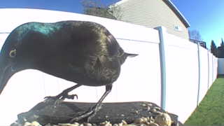 common grackle
