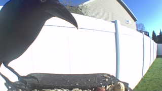 common grackle