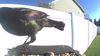 common grackle