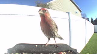 house finch