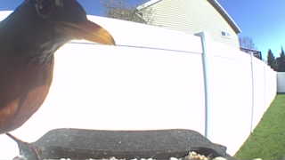 american robin