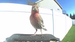 house finch