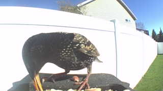 european starling