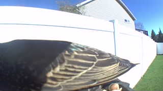 european starling