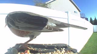 american robin