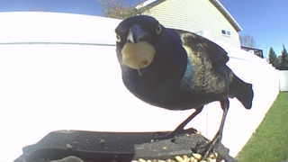 common grackle