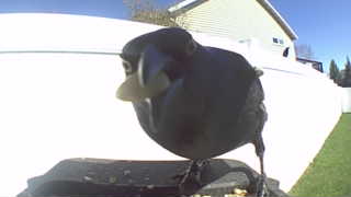 european starling