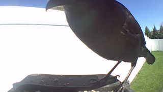 brown-headed cowbird