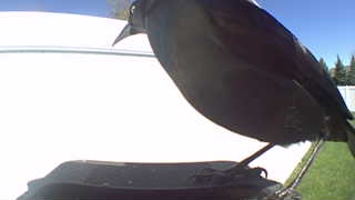 common grackle