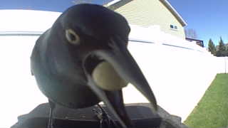 common grackle